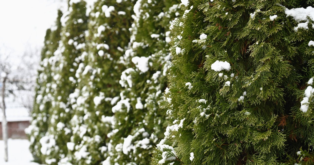 Jak zadbać o tuje zimą? /Pixel