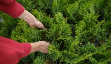 Jak zagęścić tuje? Sekret tkwi w przycinaniu czubków