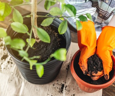 Jak zakwasić glebę domowymi sposobami? Czy naturalne metody są skuteczne?