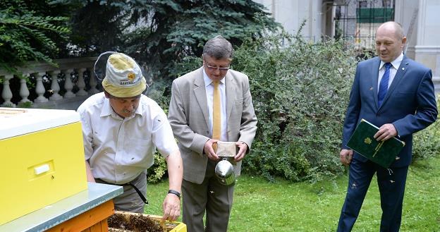 Jak zapewnił minister rolnictwa Marek Sawicki (P), pszczoły w Polsce mają się dobrze /PAP
