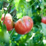 Jak zapobiec pękaniu pomidorów?