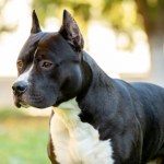 Jak zapowiadał, tak zrobił. 67-latek zabił amstaffa siekierą