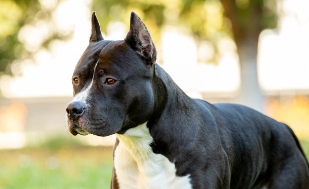 Jak zapowiadał, tak zrobił. 67-latek zabił amstaffa siekierą