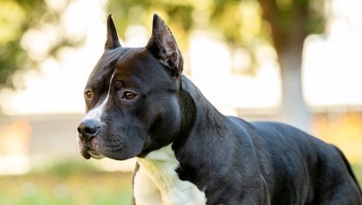 Jak zapowiadał, tak zrobił. 67-latek zabił amstaffa siekierą