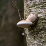 Jak zawsze wyjść z lasu z pełnym koszem grzybów? Leśnicy zdradzili sposób