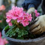 pelargonie poradnik Jak zimować pelargonie, by zachwycały latem? Kluczowe błędy