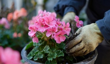 Jak zimować pelargonie, by zachwycały latem? Kluczowe błędy