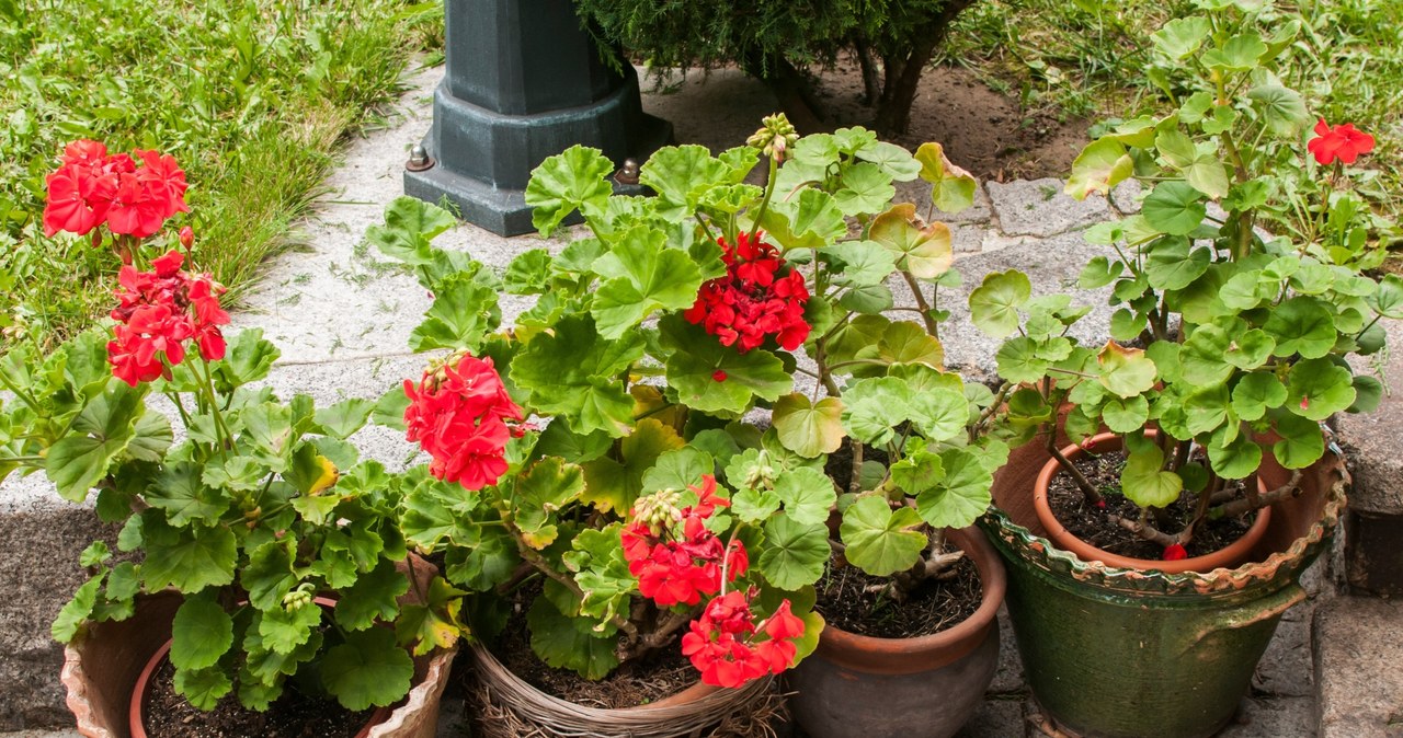 Jak zimować pelargonie sposobem dla zabieganych? /123rf.com /INTERIA.PL