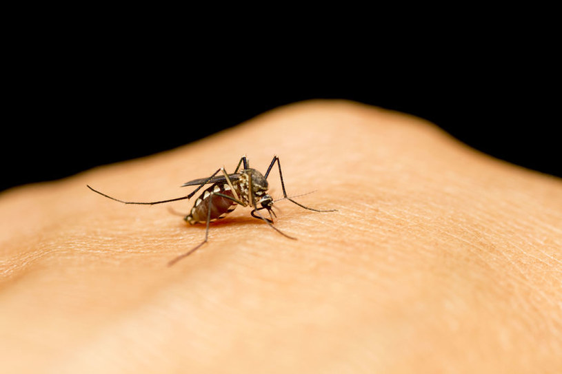 Jak złagodzić objawy ukąszenia komara? /&copy;123RF/PICSEL