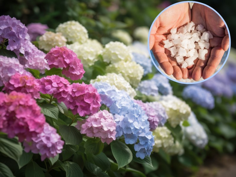 Jak zmienić kolor hortensji w ogrodzie? Z pomocą przyjdzie nam popularny środek z apteki /123RF/PICSEL