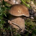 Jak znaleźć borowika usiatkowanego? Poradnik grzybiarza krok po kroku