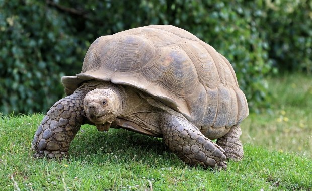 Jak żółw upolował ptaka. Po raz pierwszy udało się to nagrać [FILM] 