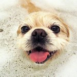 Jak zrobić naturalny szampon dla psa?