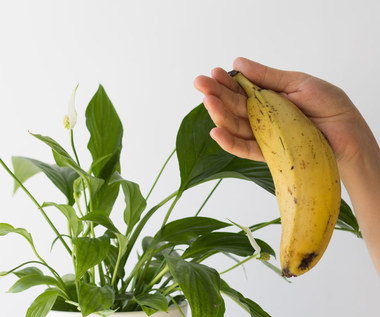 Jak zrobić nawóz do kwiatów doniczkowych z banana?