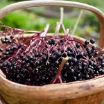 Jak zrobić syrop z owoców czarnego bzu?