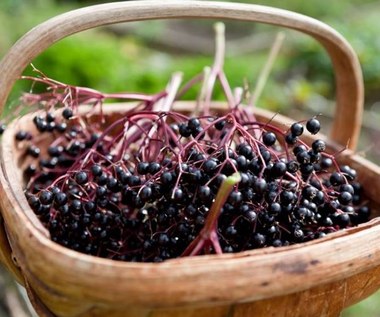 Jak zrobić syrop z owoców czarnego bzu?