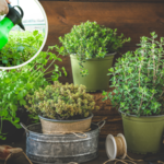 Jak zwalczać szkodniki na ziołach? Ten naturalny oprysk rozprawi się z nimi na dobre