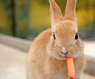 Jak zwalczyć pchły u królika?