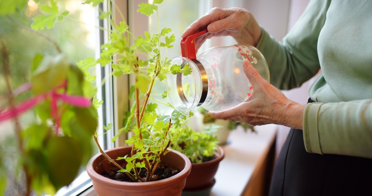 Jak zwalczyć ziemiórki? Napar z rumianku pomoże poradzić sobie z tymi uciążliwymi szkodnikami. /Pixel