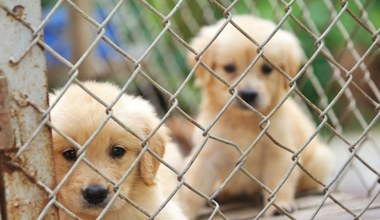 Jak zwiększyć liczbę adopcji psów ze schronisk? Jest jedna ważna zależność