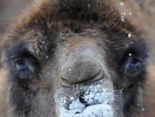 Jak zwierzęta w zoo radzą sobie z zimą?