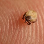 Jak zwierzęta zdobywają odporność na kleszcze? Odkrycia naukowców