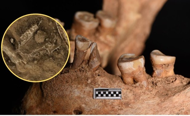 Jak żyli pierwsi ludzie? Szczęka sprzed 1,8 miliona lat może dać odpowiedź