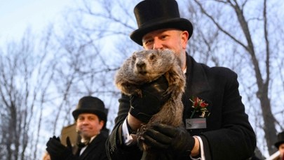Jaka będzie pogoda? Odpowiedź zna... świstak!