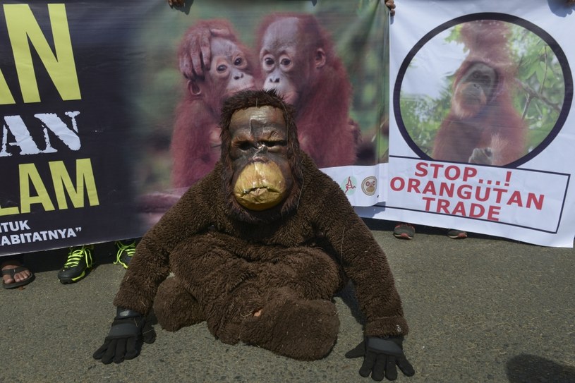 Jaka będzie przyszłość orangutanów? /AFP