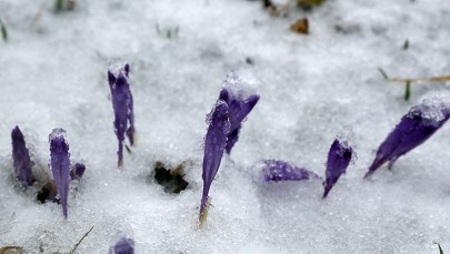 Jaka czeka nas pogoda w kwietniu? IMGW opublikowało prognozę