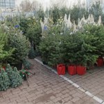 Jaka jest najlepsza choinka na święta? Te drzewka będą zachwycać cały rok