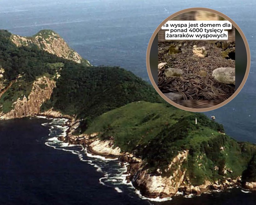 Jaka jest najniebezpieczniejsza wyspa świata? Przez wielu ludzi uznawana jest za taką Ilha da Queimada Grande, czyli Wyspa Węży/.tiktok.com/@codzienne_fakty /materiał zewnętrzny