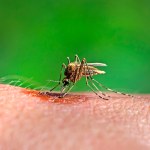 Jaką krew lubią komary? Naukowcy odkryli, kogo najczęściej gryzą te insekty