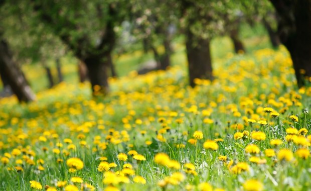 Jaka pogoda na majówkę? Mamy dobre wieści