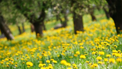 Jaka pogoda na majówkę? Mamy dobre wieści