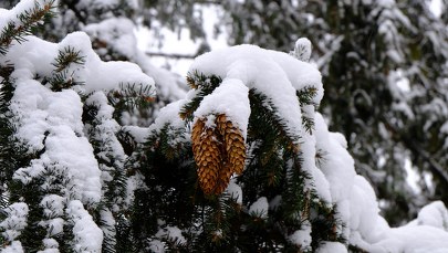 Jaka pogoda w wigilię Bożego Narodzenia? Prognozy nie zostawiają złudzeń