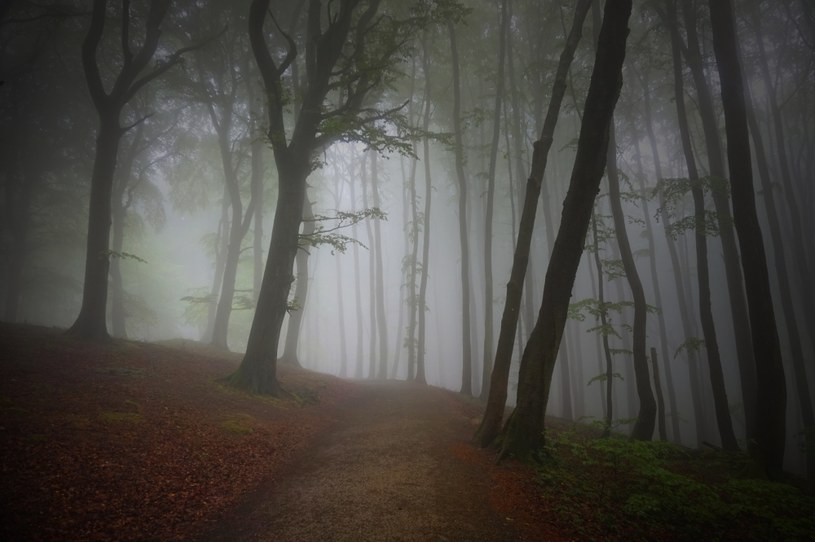 Jaką tajemnicę skrywa las w Witkowicach? /123RF/PICSEL