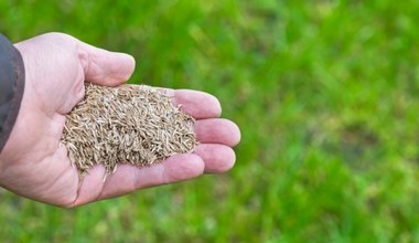 Jaką trawę wysiać wokół domu? Znajomy ogrodnik podpowiada