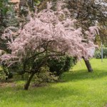 Jakby chmura nadciągnęła nad ogród. To niezwykle wytrzymały krzew