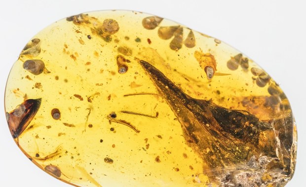 Jakby ptak, a najmniejszy dinozaur...