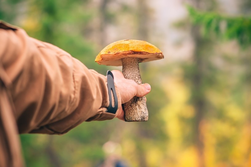 Jaki trik można wykorzystać podczas zbierania grzybów? /123rf.com /INTERIA.PL
