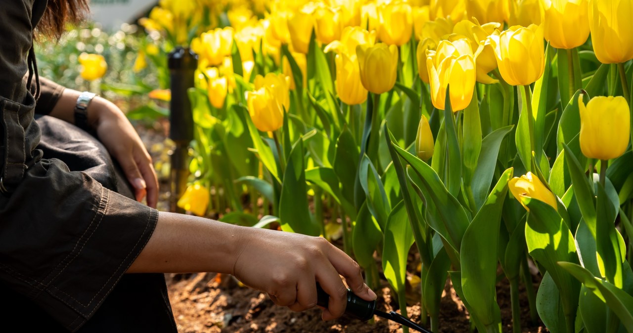 Jakich błędów unikać podczas uprawy tulipanów? /123RF/PICSEL