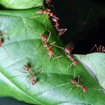 Jakich roślin nie lubią mrówki?