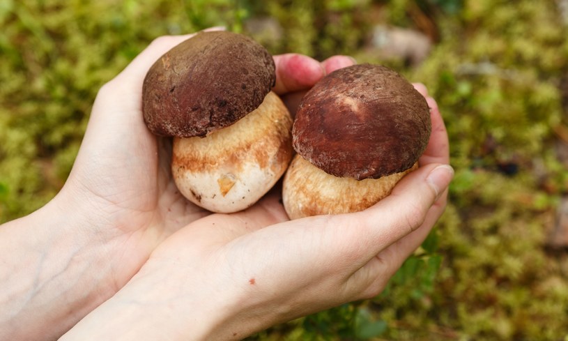 Jakie grzyby można teraz zbierać w polskich lasach? Prawdziwki to tylko jedna z opcji! /123RF/PICSEL