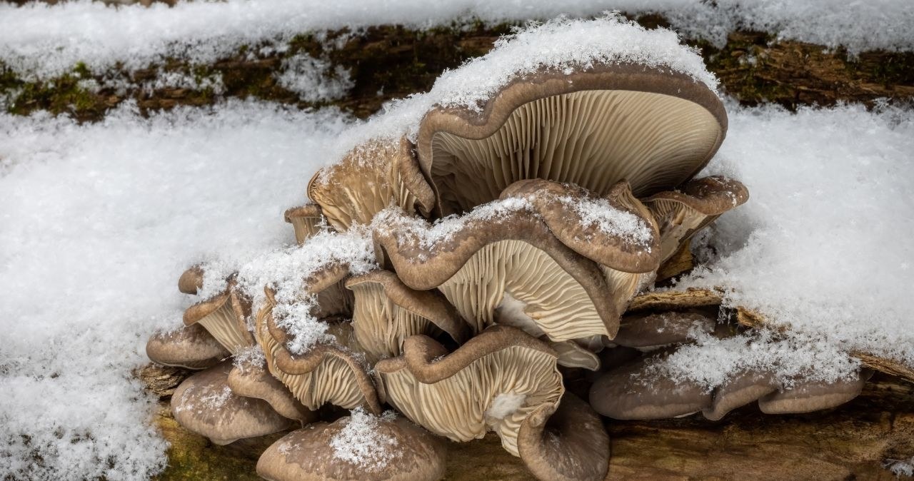 Jakie grzyby można znaleźć w lesie zimą? /adobestock /INTERIA.PL