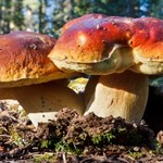Jakie grzyby rosną w sierpniu? W lasach już roi się od najsmaczniejszych okazów