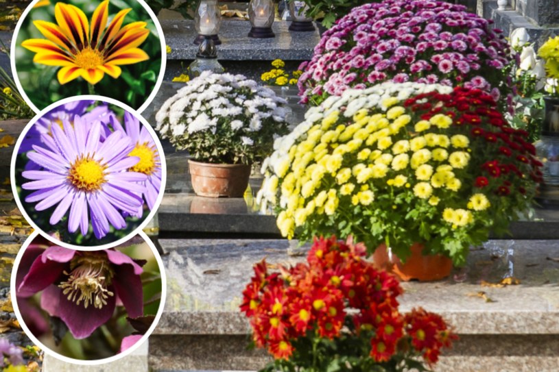 Jakie kwiaty kupić na cmentarz na Wszystkich Świętych, jeśli nie chryzantemy? Wybór jest naprawdę duży! /Pixel/ East News/ Reporter/ Stanisław Bielski /East News