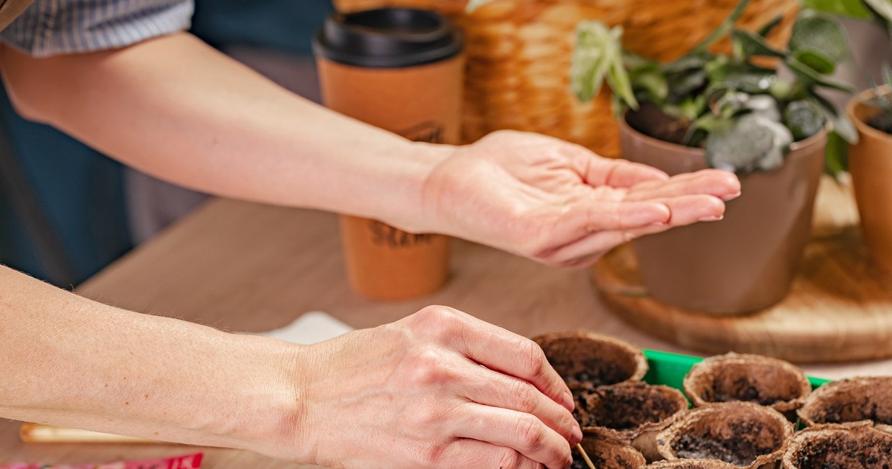 Jakie kwiaty można wysiewać w styczniu? /yurysevryuk /Pixel
