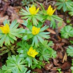 Jakie kwiaty posadzić na wiosnę w ogrodzie? Żółte czy fioletowe