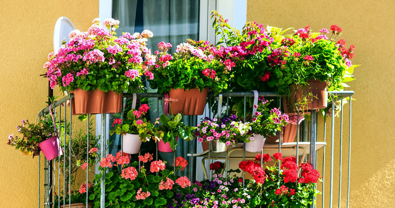 Jakie kwiaty wybrać na balkon? /123RF/PICSEL